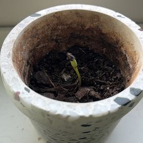 Photo of the plant species Sunflower by @SeamlessWildtea named Delilah on Greg, the plant care app