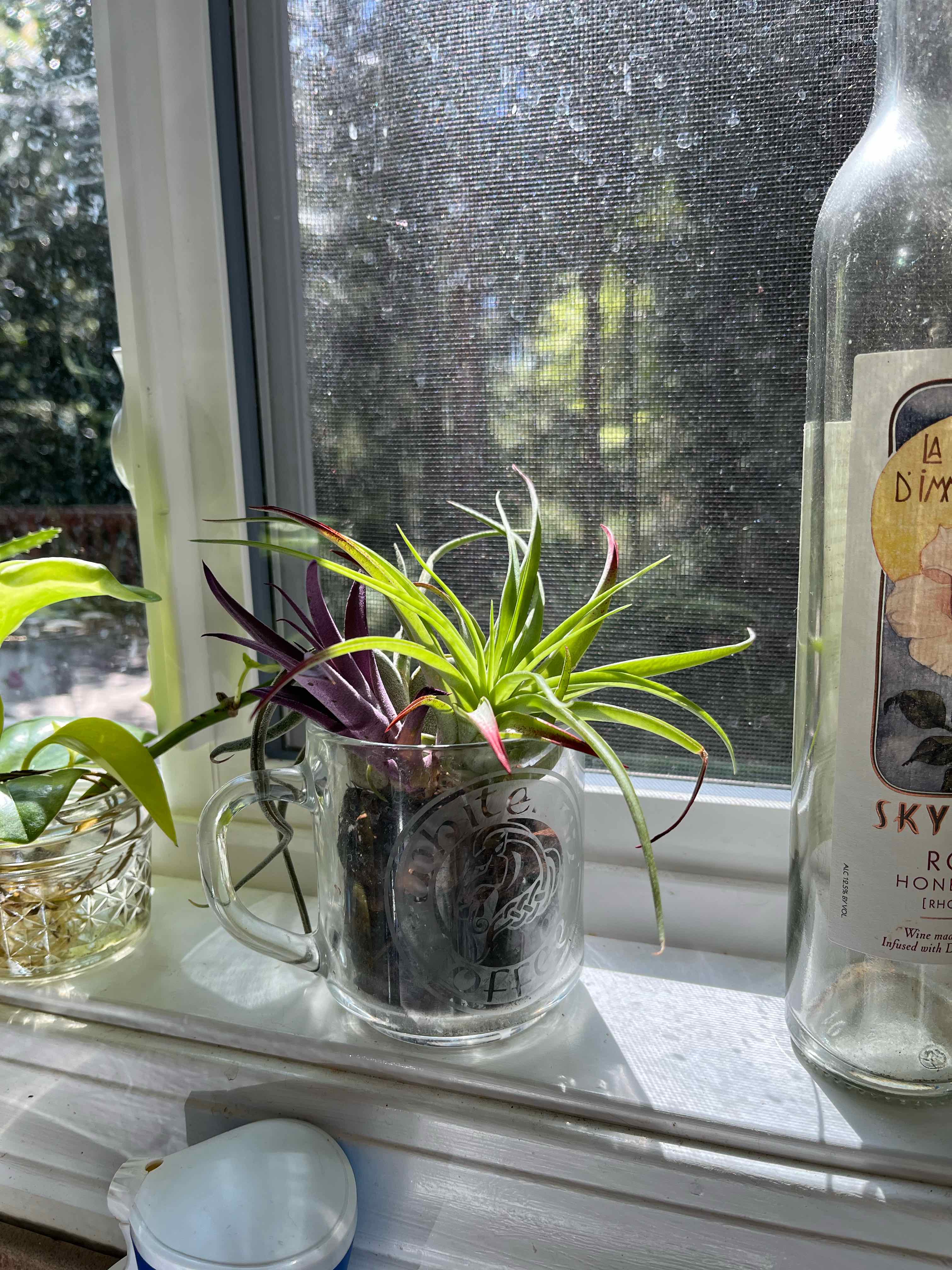 Photo of the plant species Abdita by @Stephazar named Xena on Greg, the plant care app