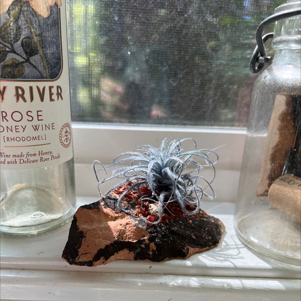 Photo of the plant species Tillandsia 'Snow' by @Stephazar named John snow on Greg, the plant care app
