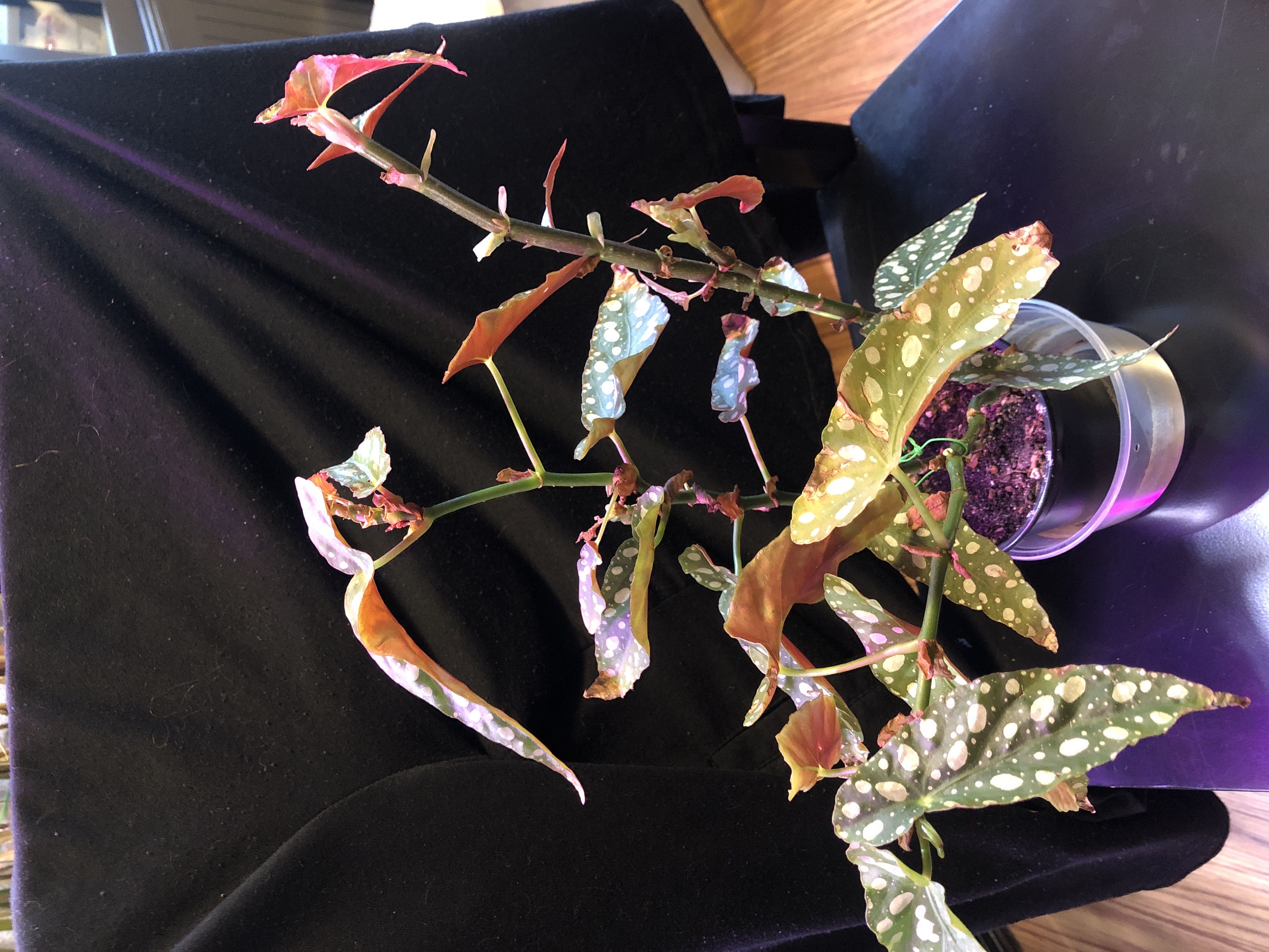 Photo from the post
