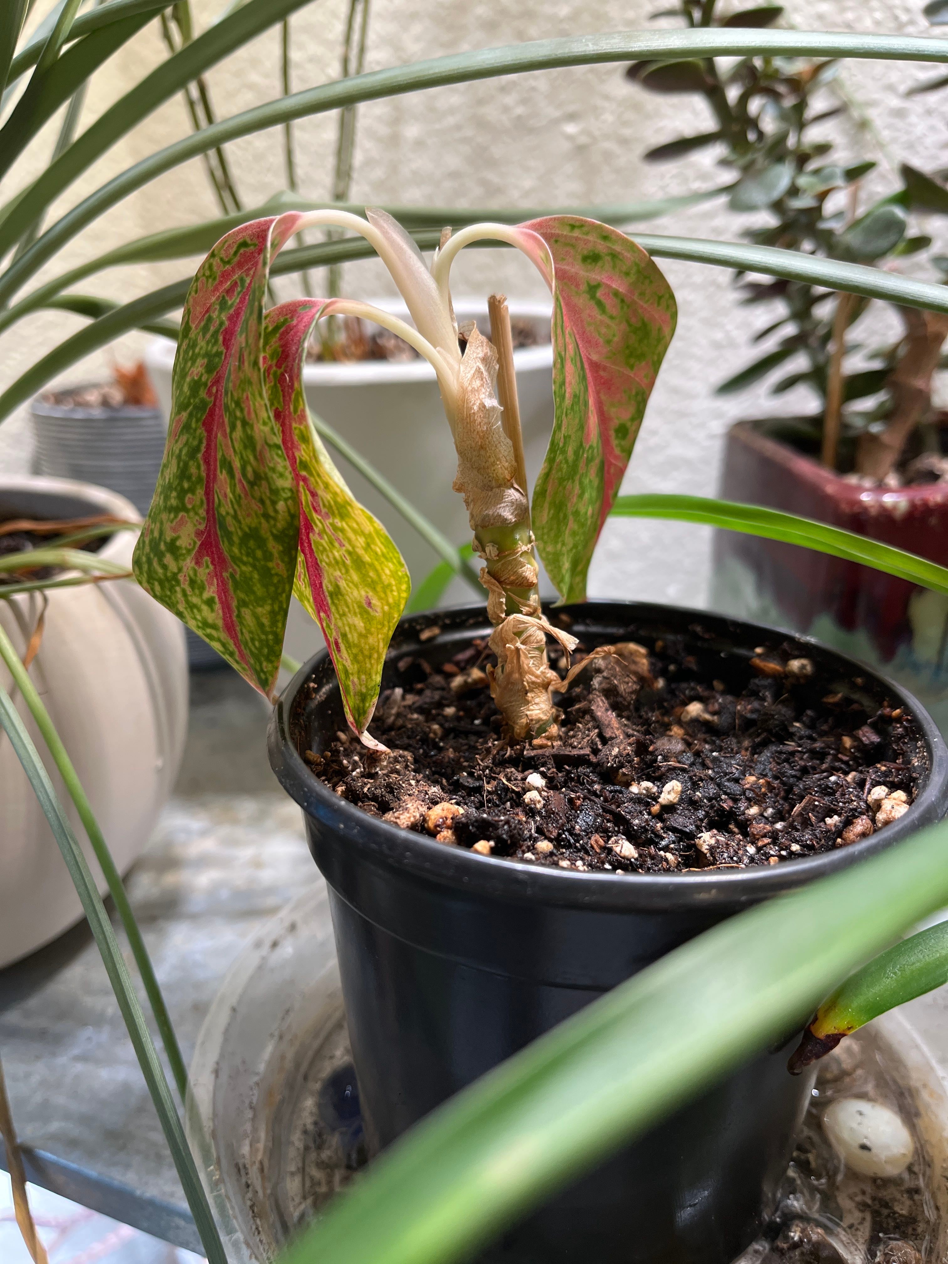 The Complete Aglaonema 'Pictum Tricolor' Plant Care Guide: Water