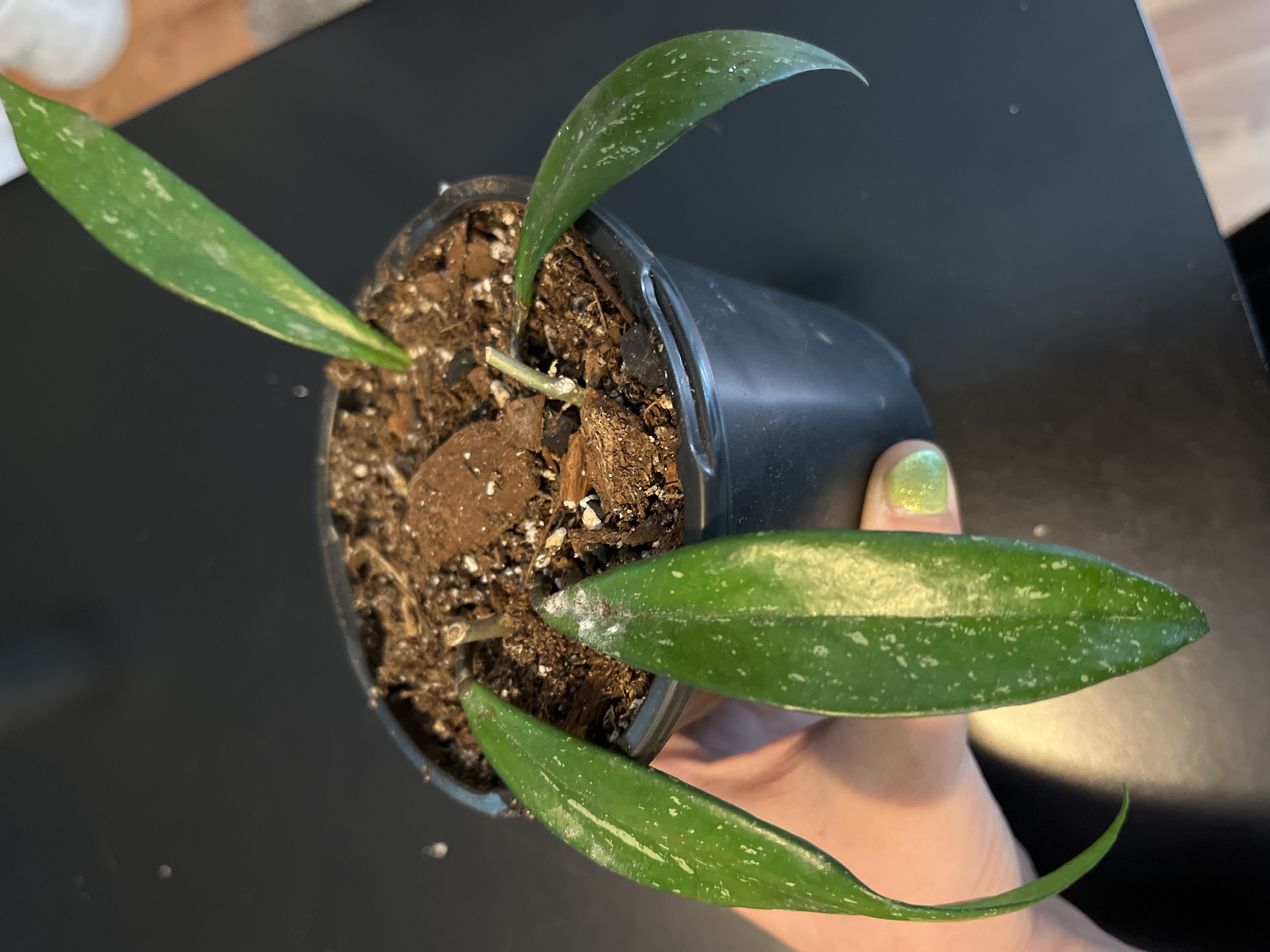 Photo from the post