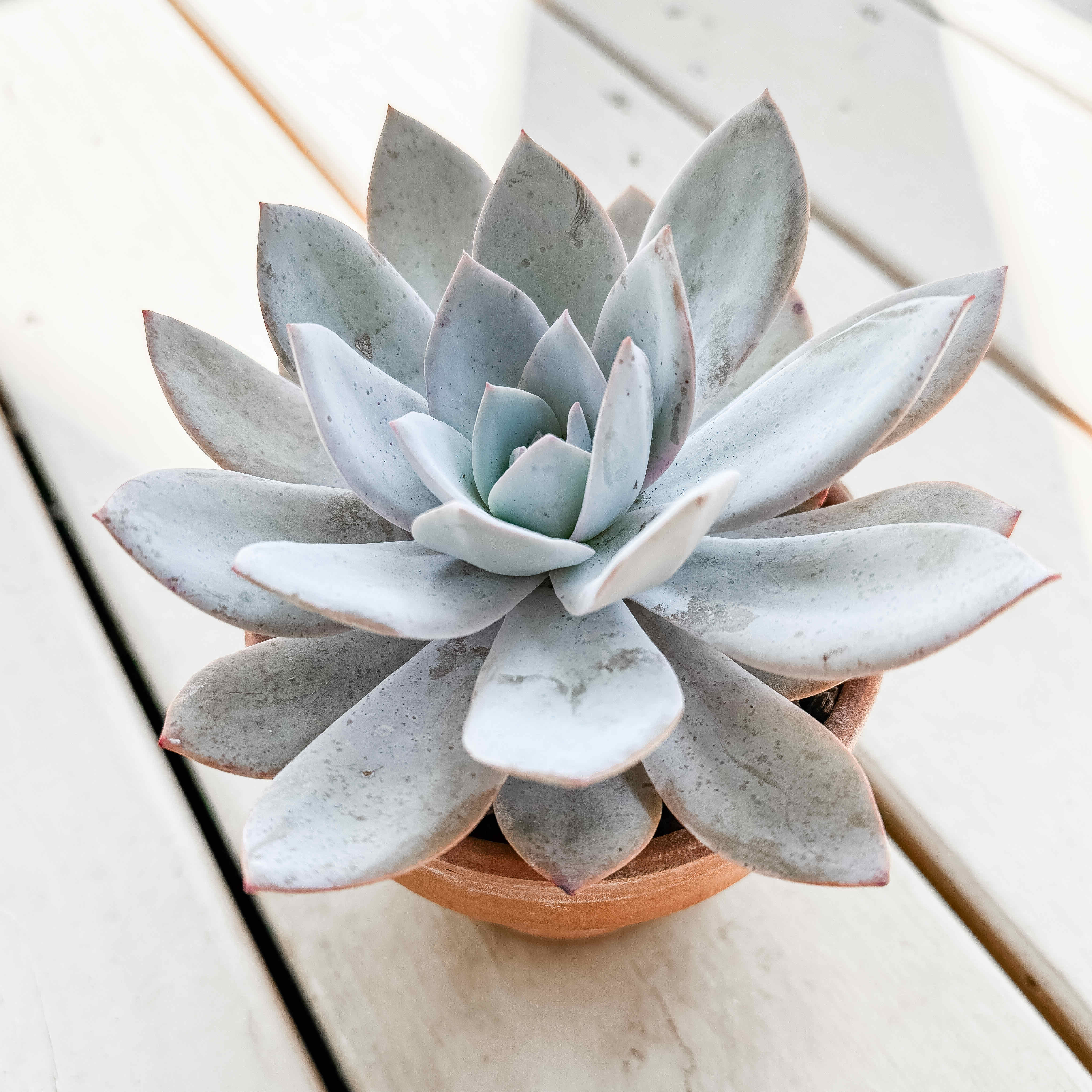 Photo of the plant species Echeveria 'White Lotus' by @pachyfaeria named Bodhi on Greg, the plant care app