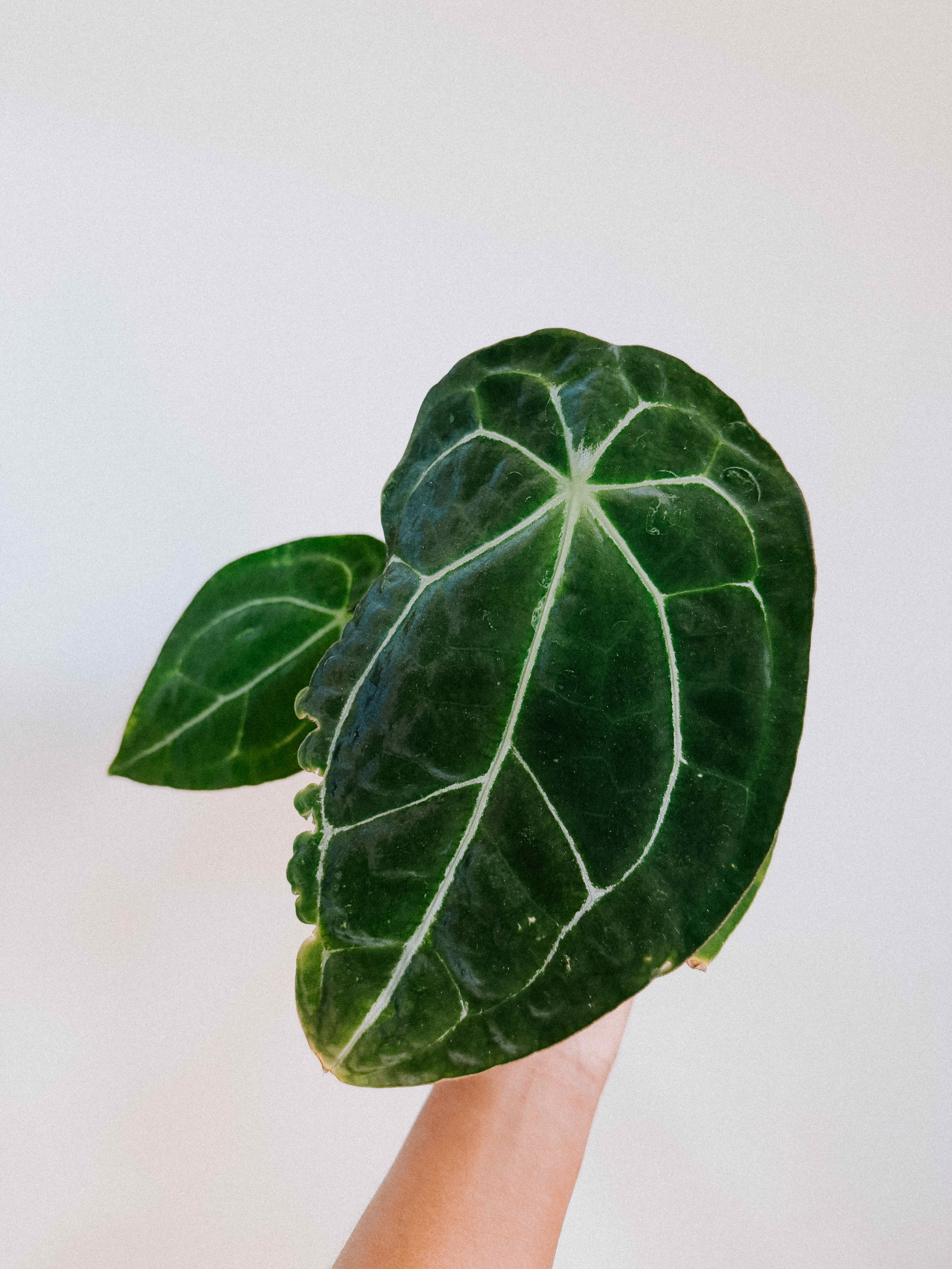 Photo of the plant species anthurium papillilaminum x forgetii x by @pachyfaeria named Sproutacus on Greg, the plant care app