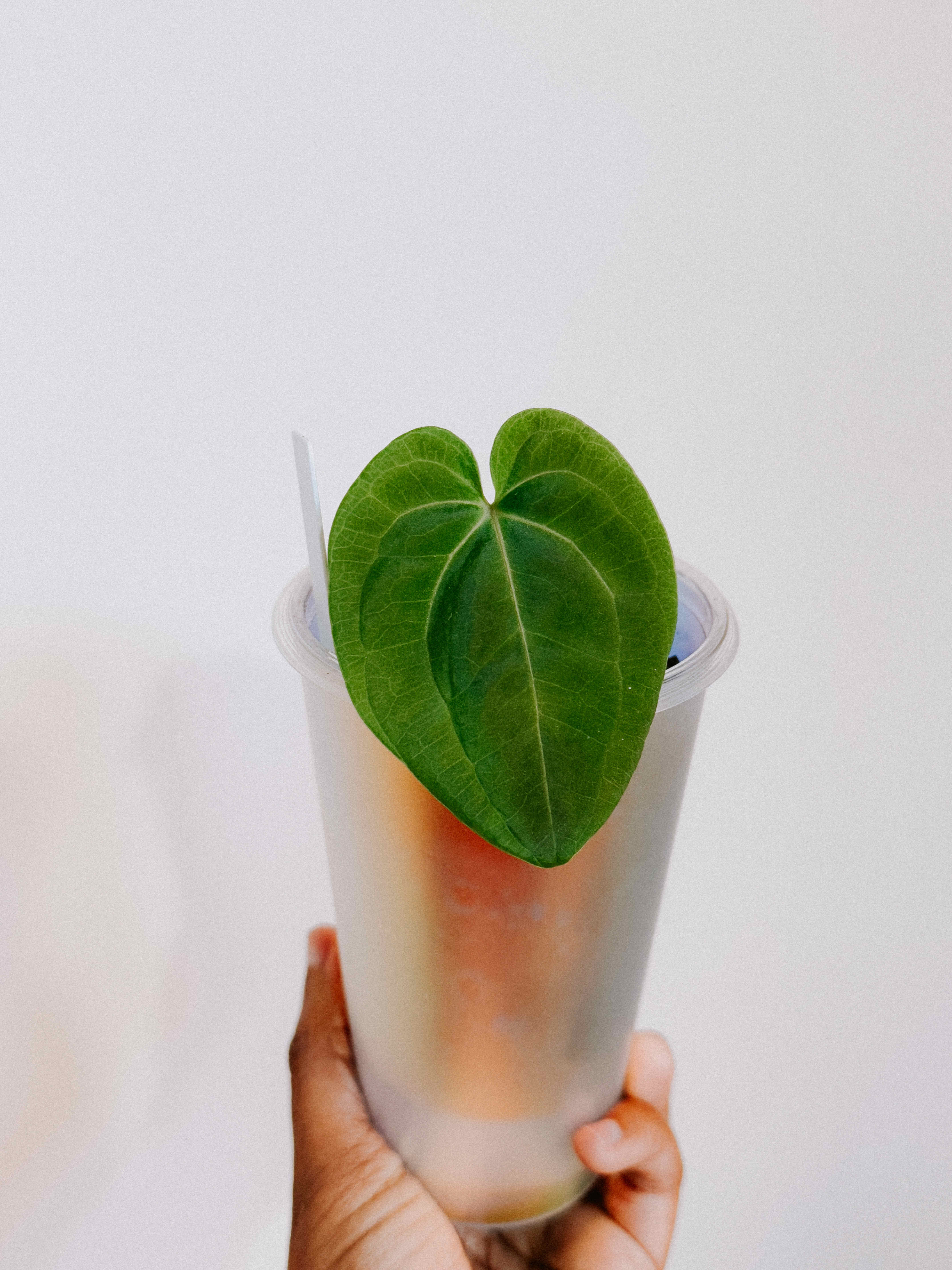 Photo of the plant species Anthurium Besseae Aff x Papillilaminum by @pachyfaeria named Ronaldo on Greg, the plant care app