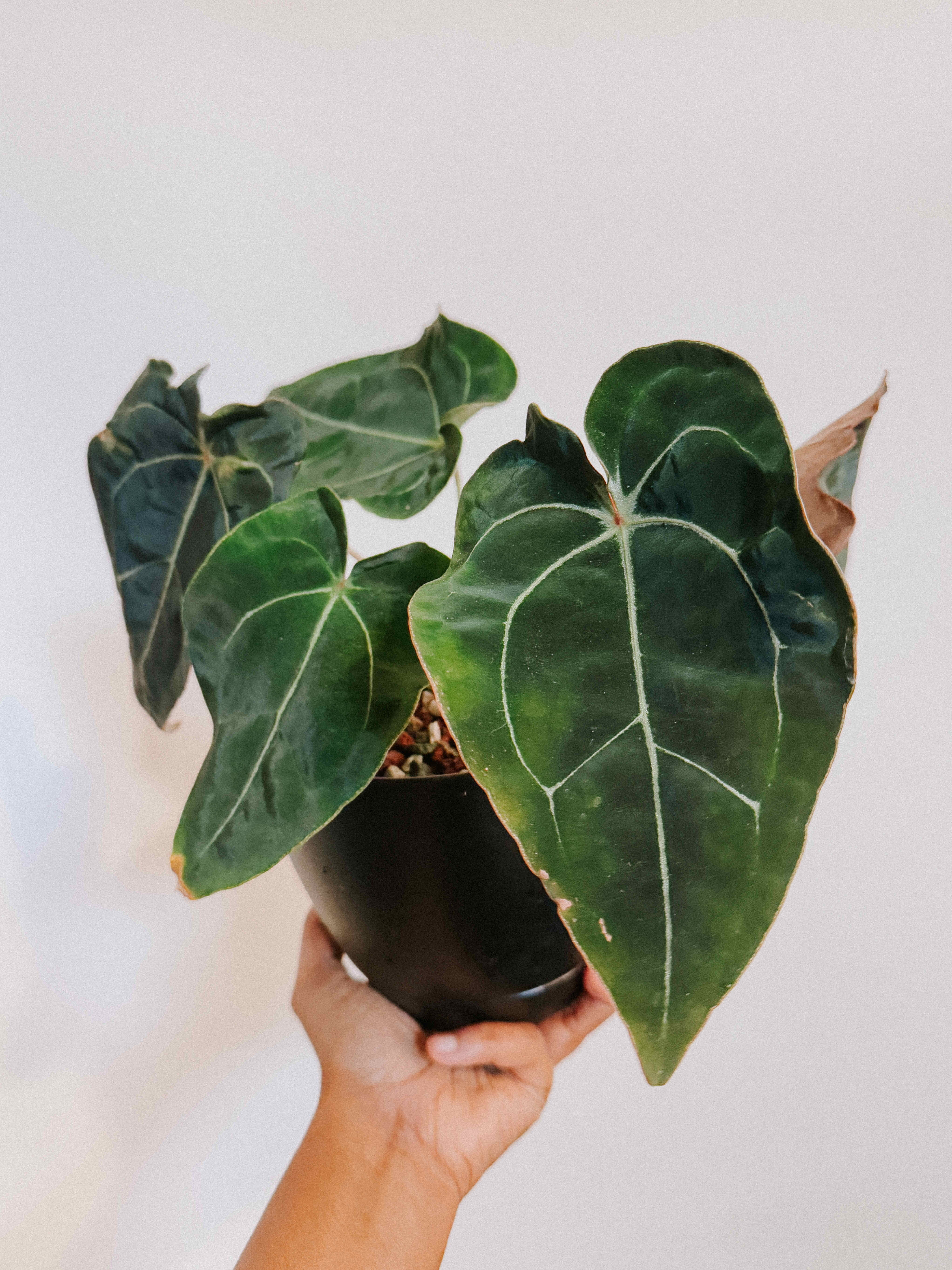 Photo of the plant species Anthurium besseae aff x forgetii by @pachyfaeria named Spike Leaves on Greg, the plant care app