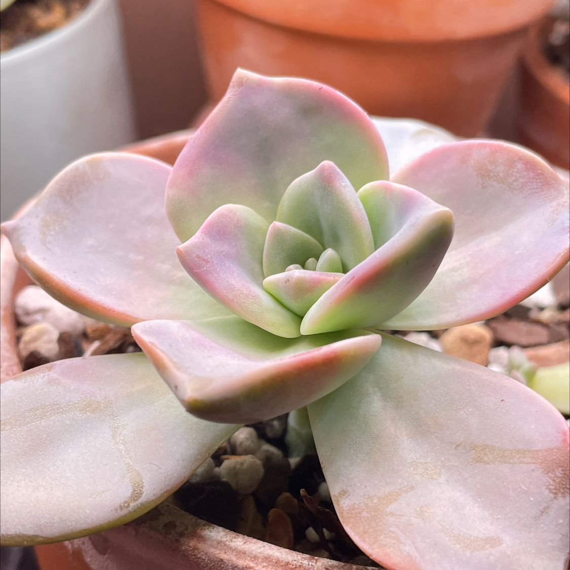 Graptopetalum 'Purple Delight' succulent with pinkish-purple leaves in a pot.