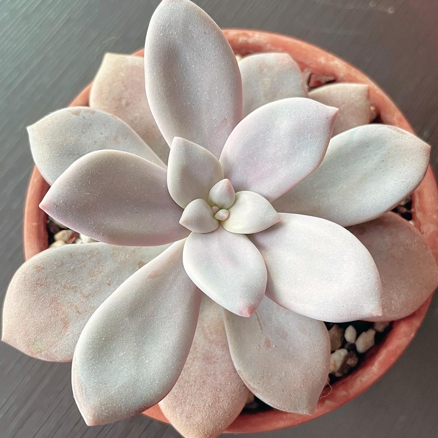 Graptopetalum 'Murasaki' succulent in a terracotta pot, healthy with no visible issues.