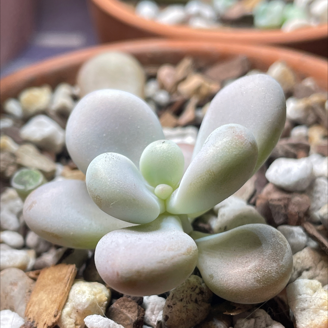 Close-up of a healthy Lavender Pebbles succulent with visible soil and well-draining mix.