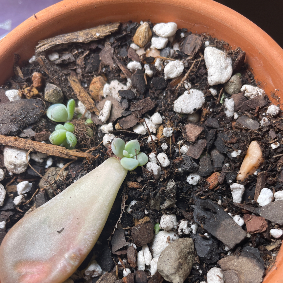 Graptopetalum 'Murasaki' plant in a pot with visible soil and a yellowing leaf.