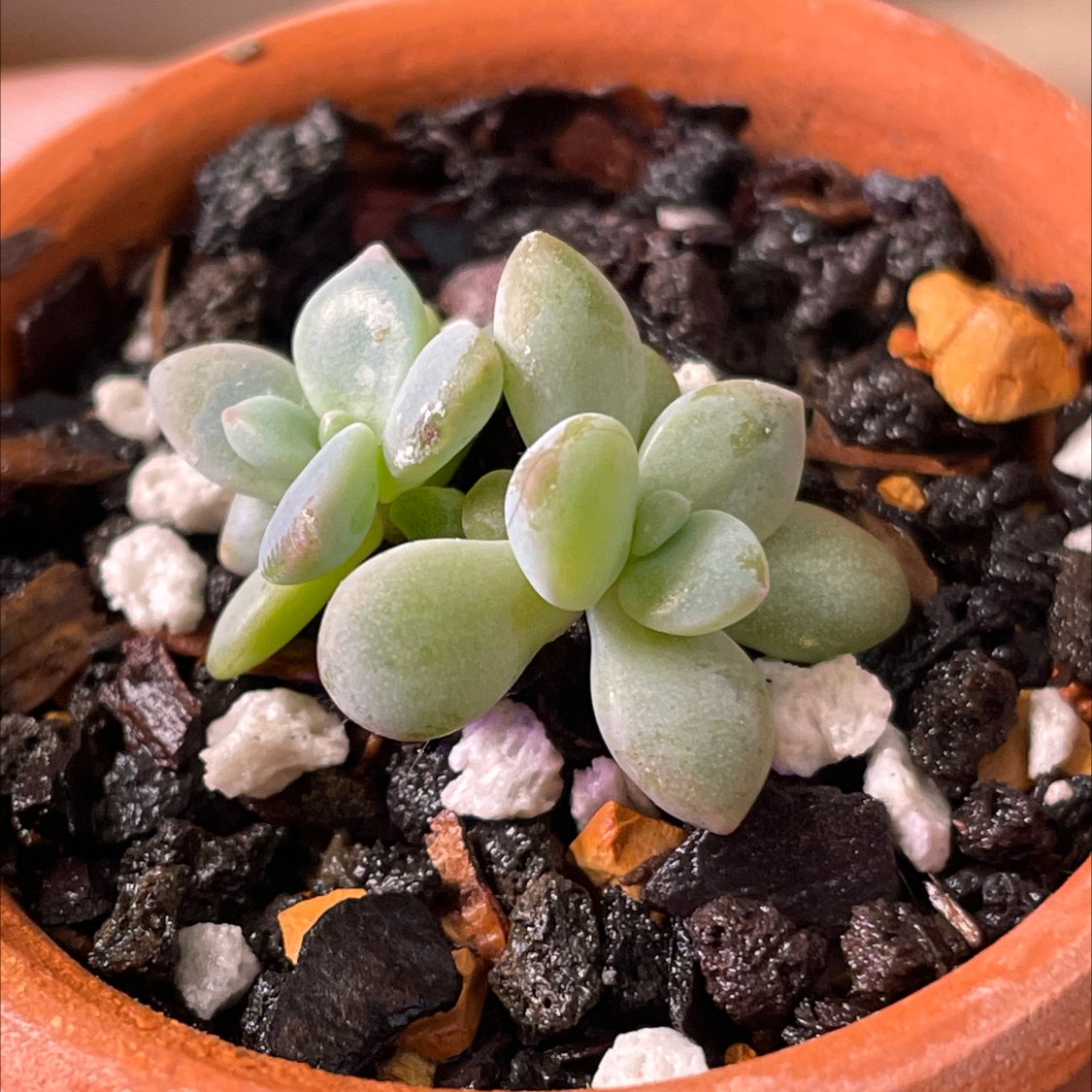 Graptopetalum 'Murasaki' succulent in a terracotta pot with visible soil.