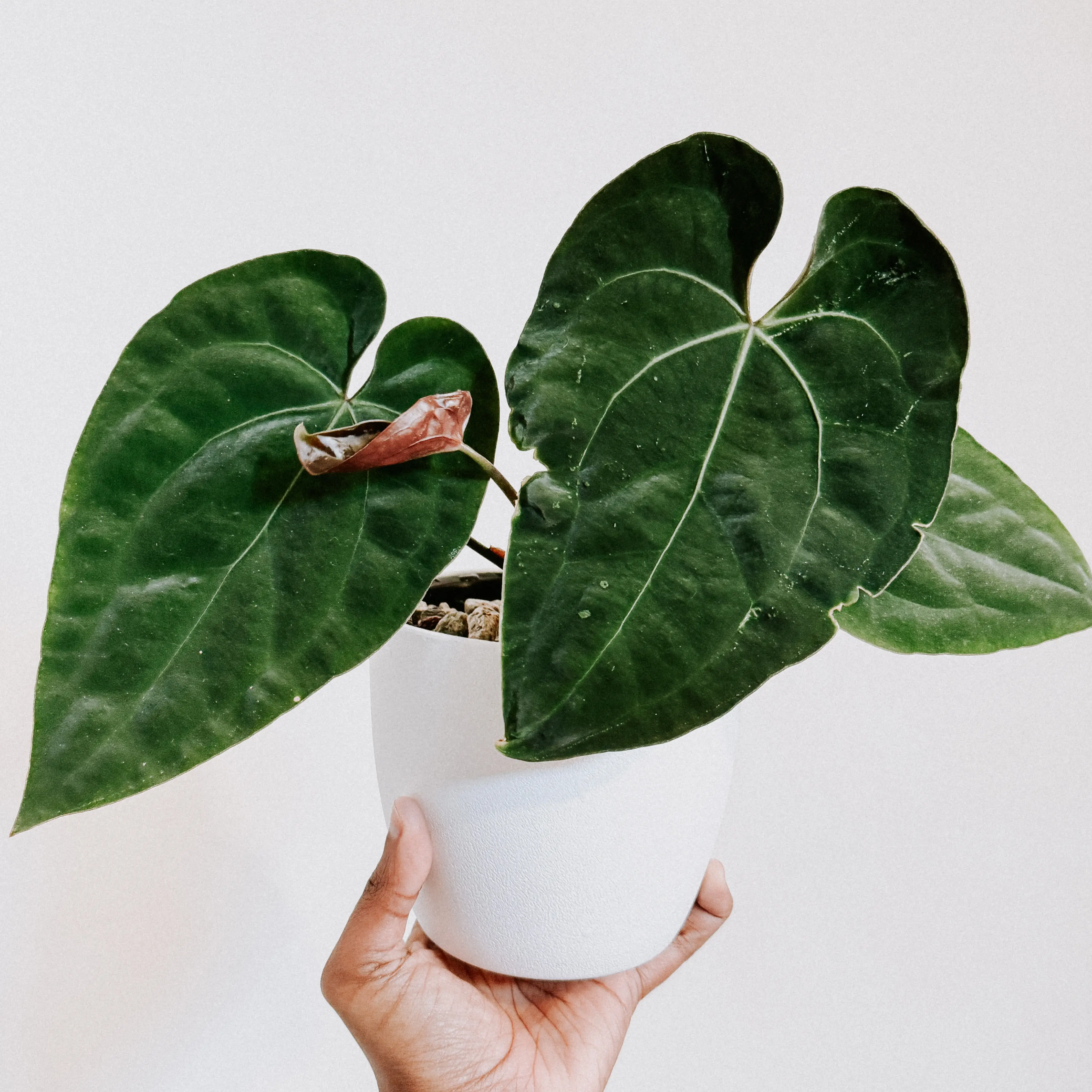 Photo of the plant species Anthurium Crystallinum x (Ace of Spades x Papillilaminum) by @pachyfaeria named Peter Parker on Greg, the plant care app