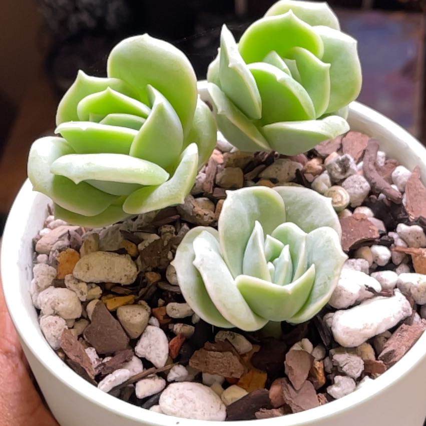 Graptoveria 'Lovely Rose' plant in a white pot with rocky soil, appearing healthy.
