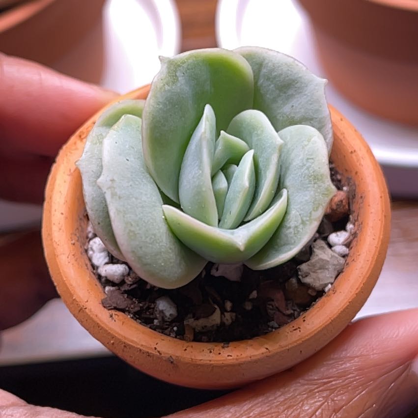 Graptoveria 'Lovely Rose' succulent in a terracotta pot, held by hands.