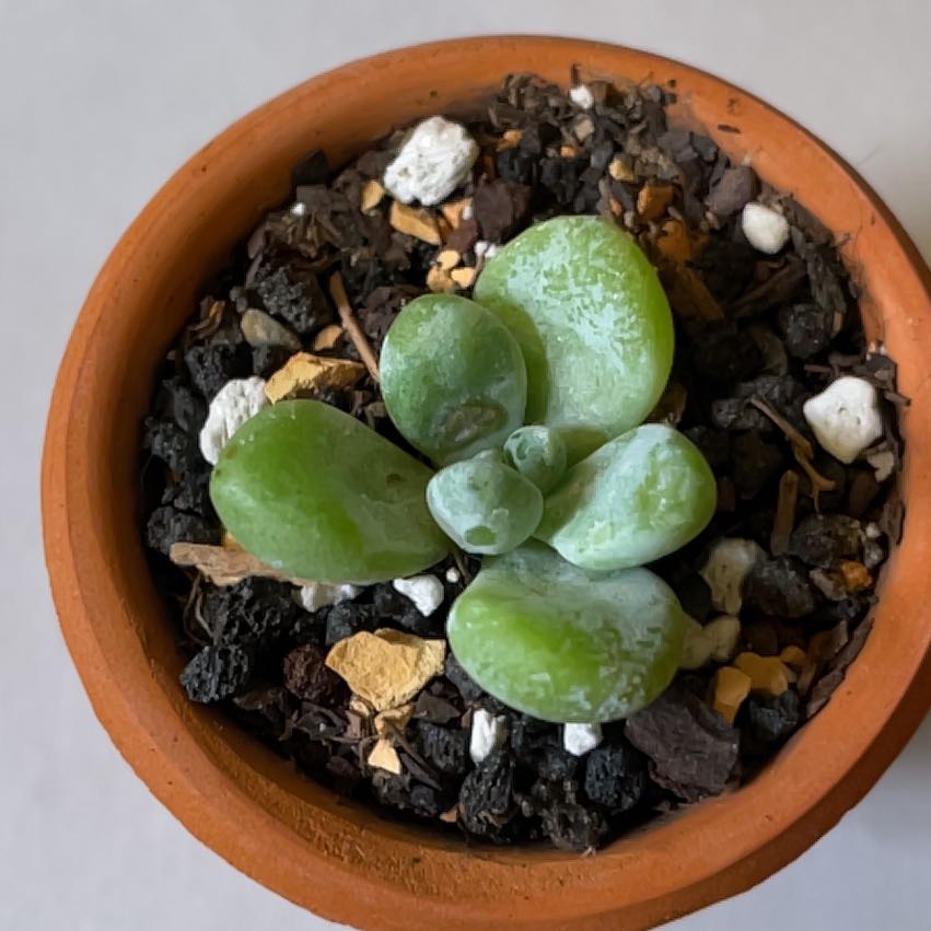 Sedum treleasei succulent in a terracotta pot with visible soil.