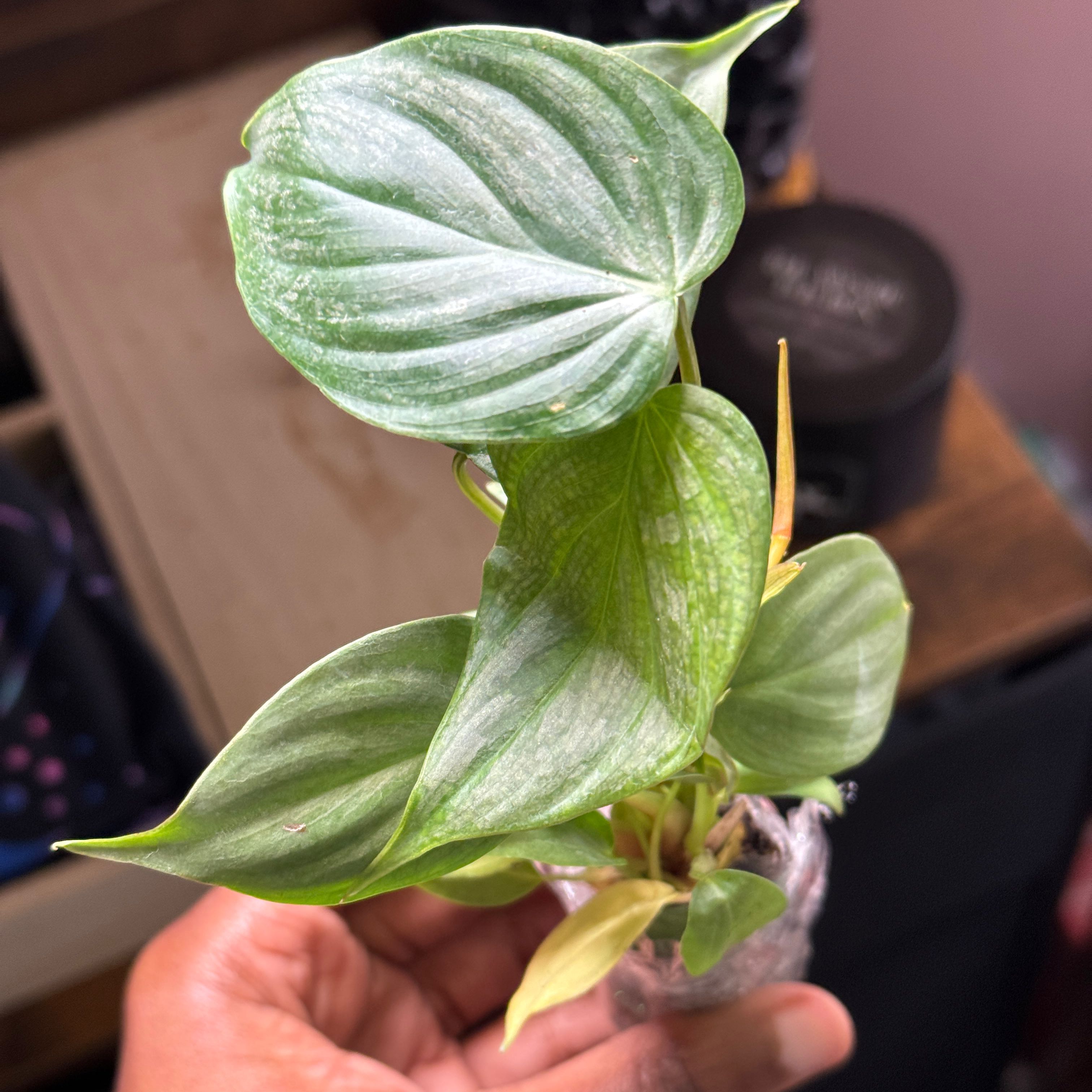 Philodendron 'Majestic' plant with healthy green leaves being held by a hand.