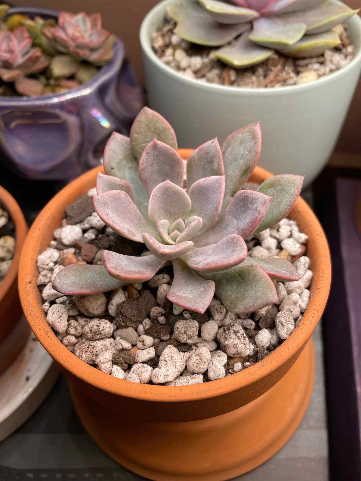 ☀️ Where Can Graptoveria 'Worthy One' Grow? Zones 9a11b