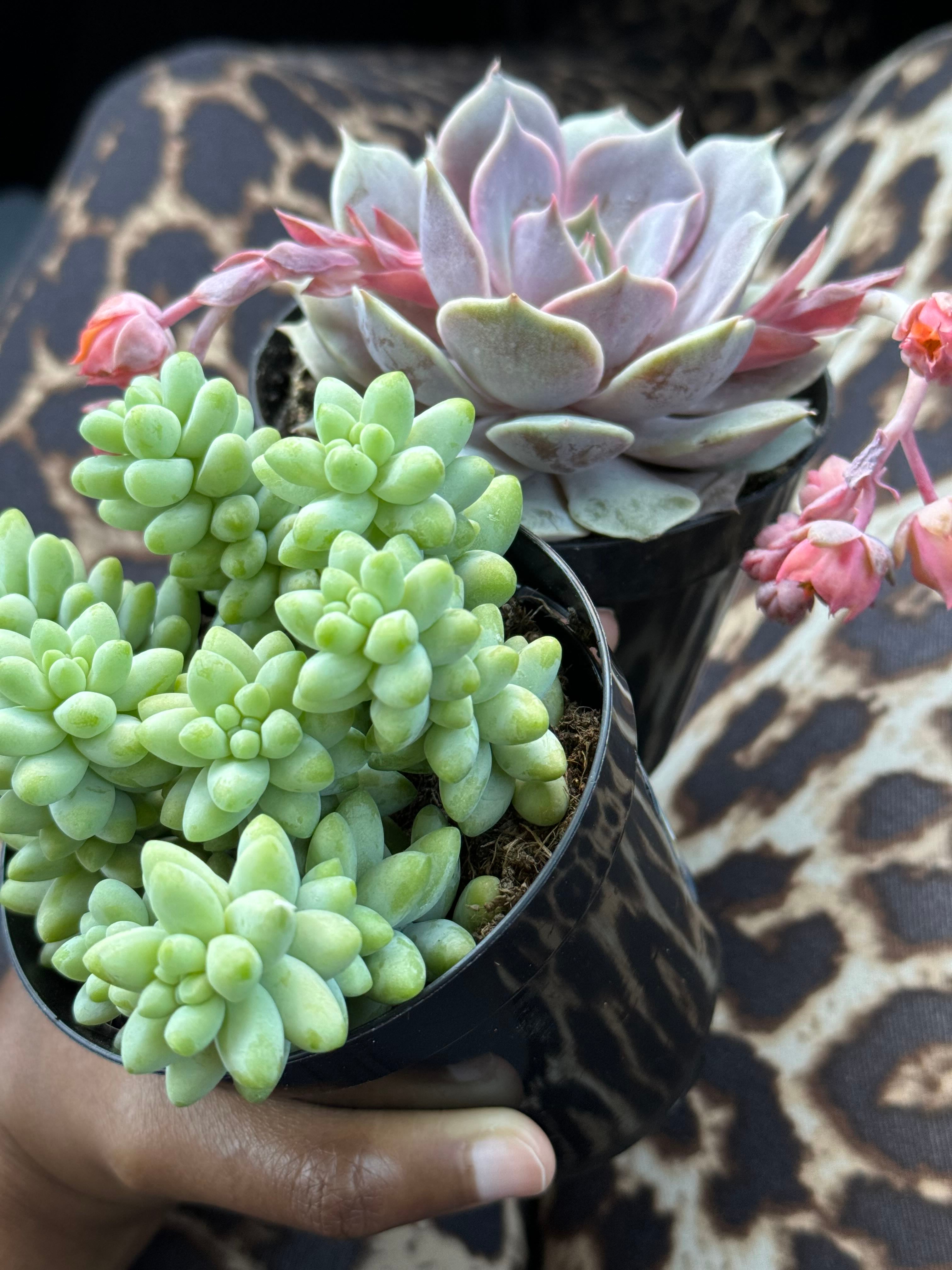 Why Are There Black Spots on My Echeveria 'Fabiola' Leaves?