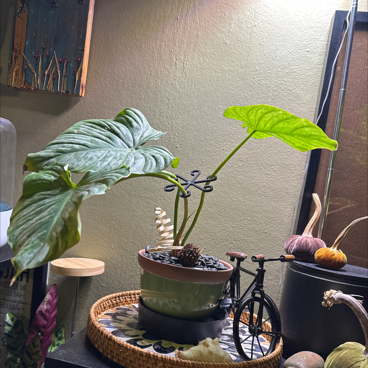 Photo of the plant species Philodendron pastazanum 'Silver' by @Olympia named Aria on Greg, the plant care app