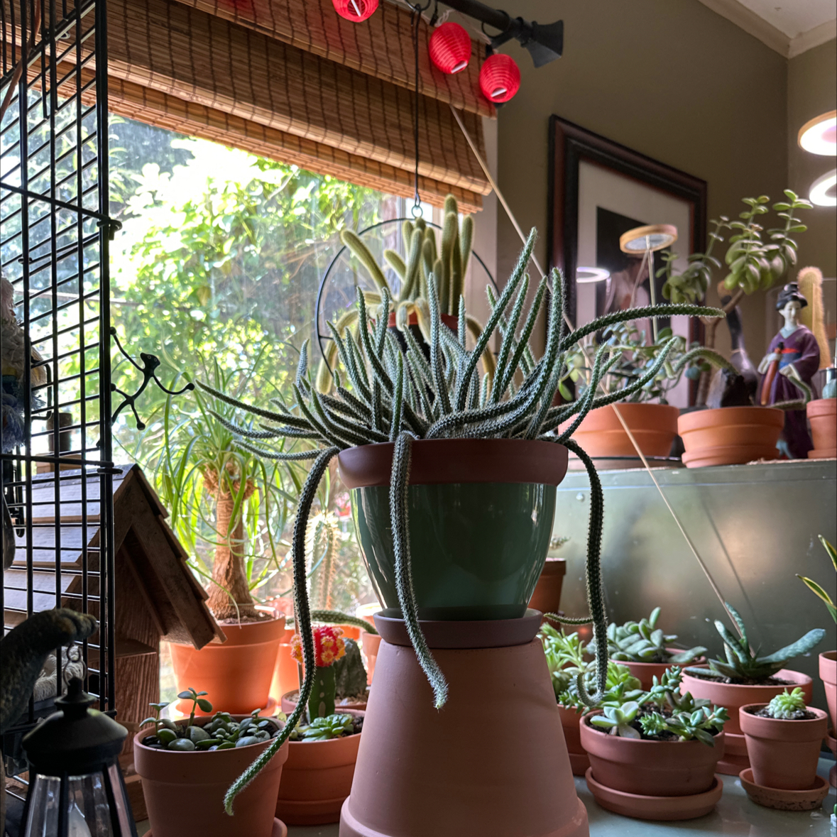 Photo of the plant species Rattail Cactus by @Olympia named Austen on Greg, the plant care app