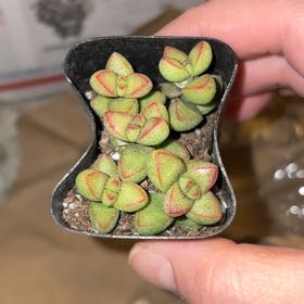 Photo of the plant species Crassula brevifolia by @DrivenDaisy named Captain Plant-it on Greg, the plant care app