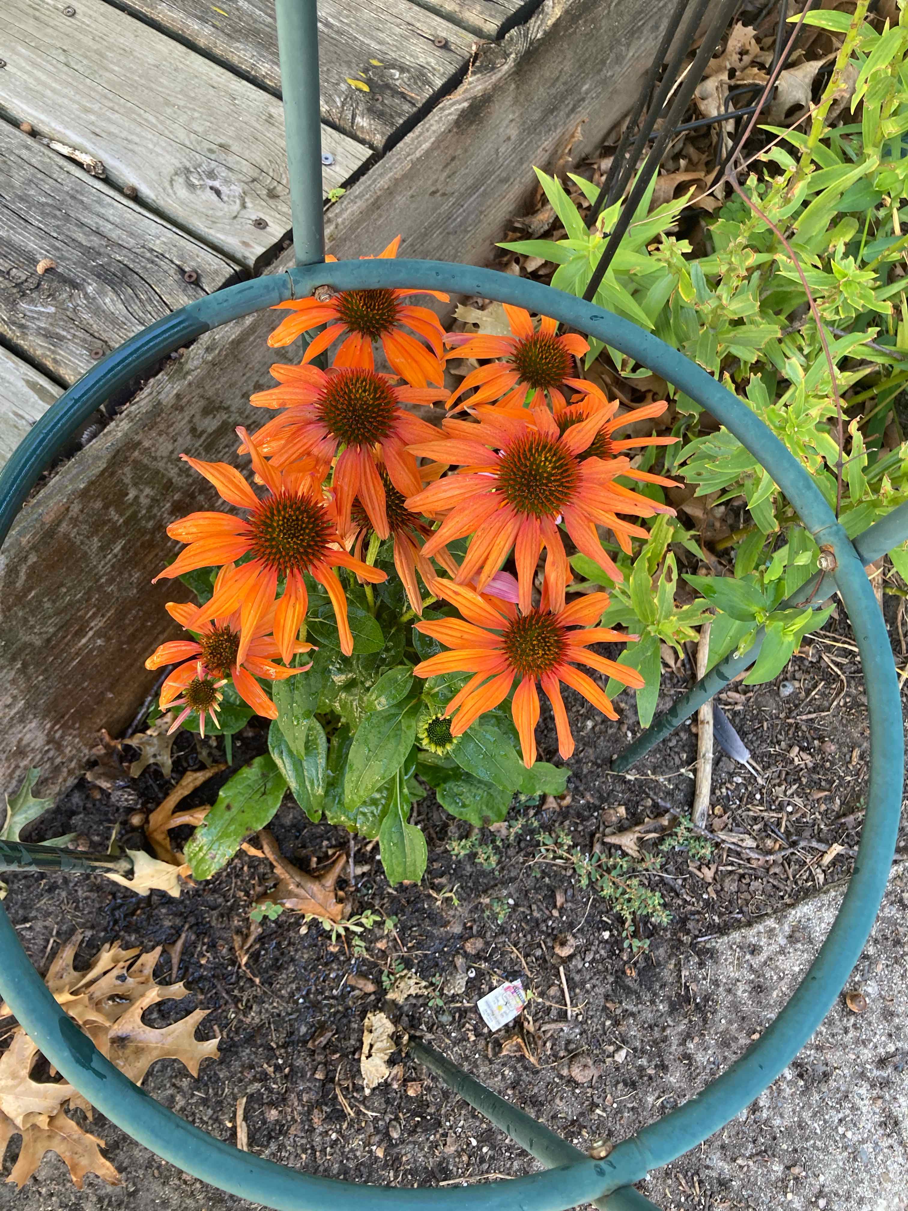 Blackeyed Susan plant with vibrant orange flowers, healthy appearance, and visible soil.