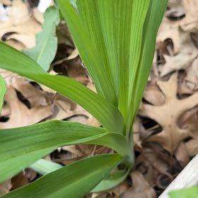 Photo of the plant species Wild Ramp by @HighSnakeplant named Darwin on Greg, the plant care app