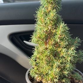 Photo of the plant species Jean's Dilly Alberta Spruce by @EbullientLentil named Jean-Luc on Greg, the plant care app
