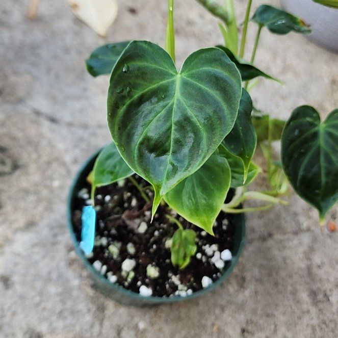 Photo of the plant species Philodendron verrucosum 'Glow' by @PrimalBluehaze named Tupot Amaroot on Greg, the plant care app