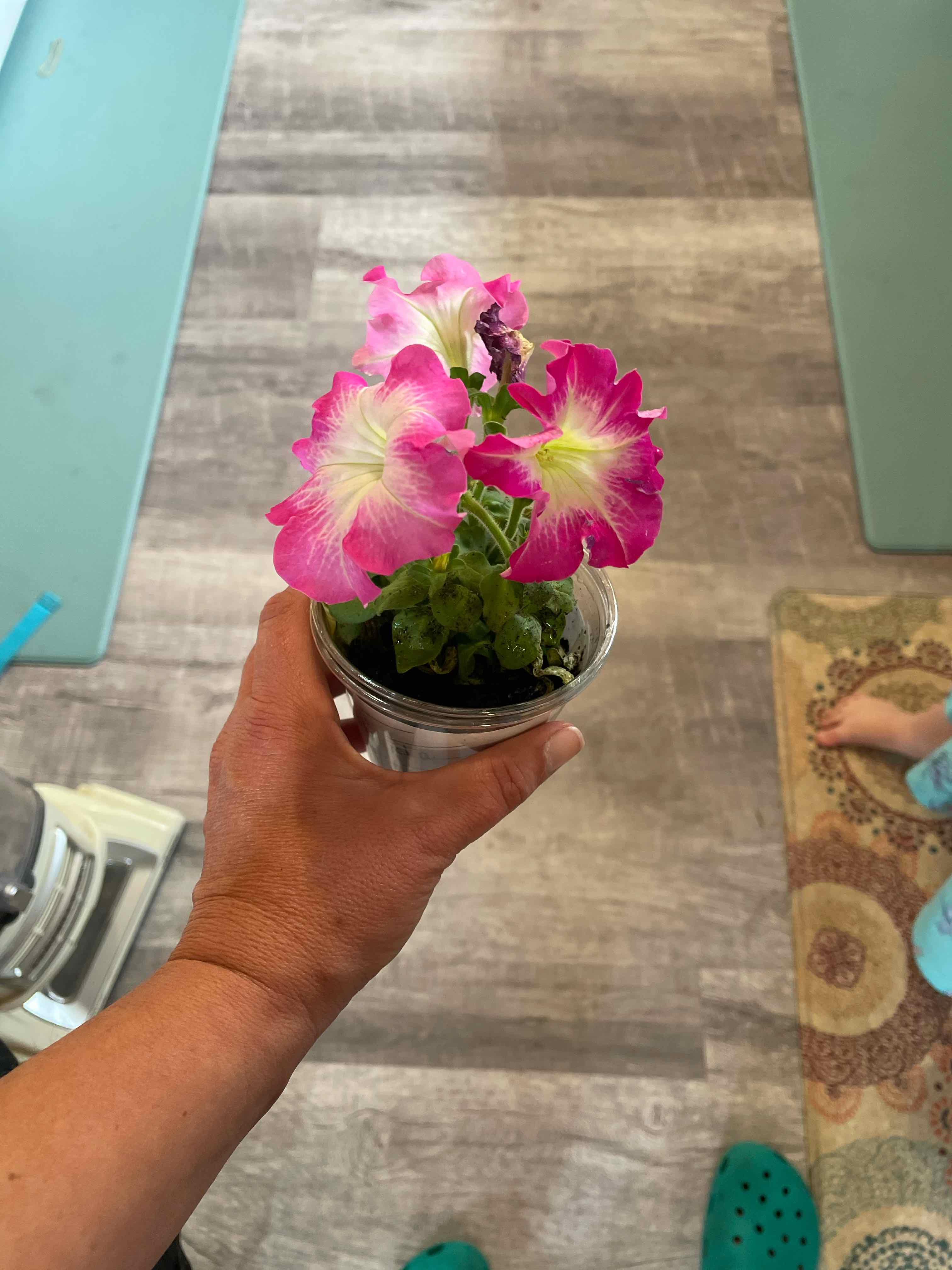 A healthy potted petunia with pink and white flowers held by a hand.