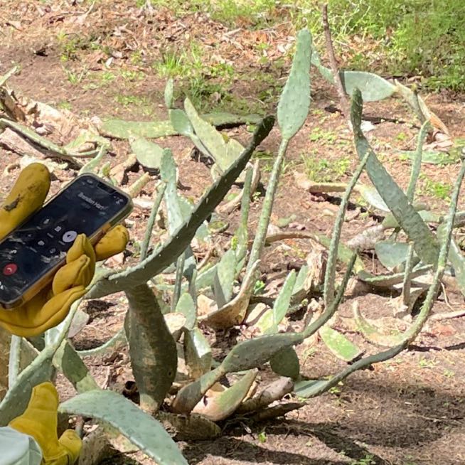 Photo of the plant species Cow's tongue prickly pear by @CleverAmethius named Willow on Greg, the plant care app