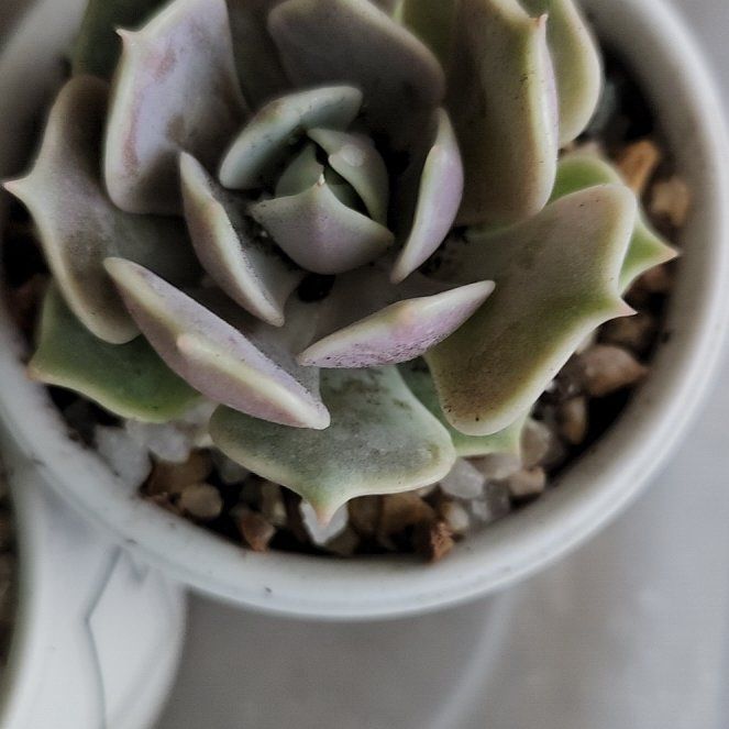 Photo of the plant species Violet Queen by @TactfulNutgrass named Athena on Greg, the plant care app