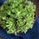 Calculate water needs of Rosularia platyphylla