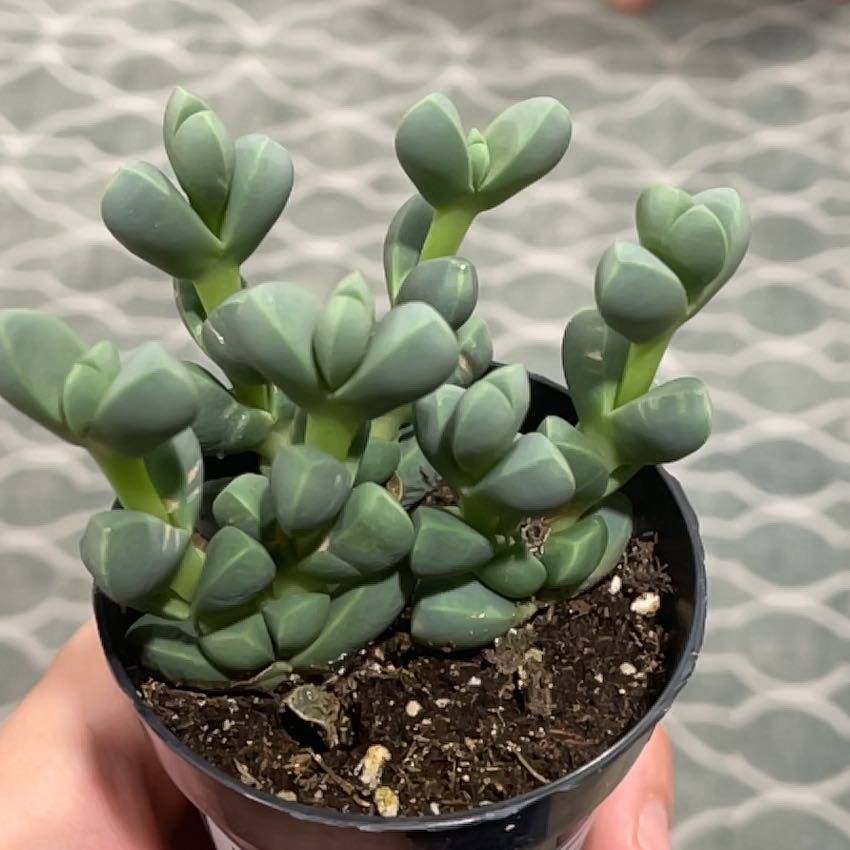 Photo of the plant species Variegated Ice Plant by @EasygoingCatnip named Ronaldo on Greg, the plant care app