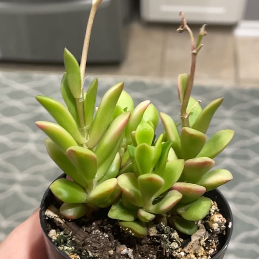 Photo of the plant species Anacampseros telephiastrum 'Burgundy' by @EasygoingCatnip named Tree Diddy on Greg, the plant care app