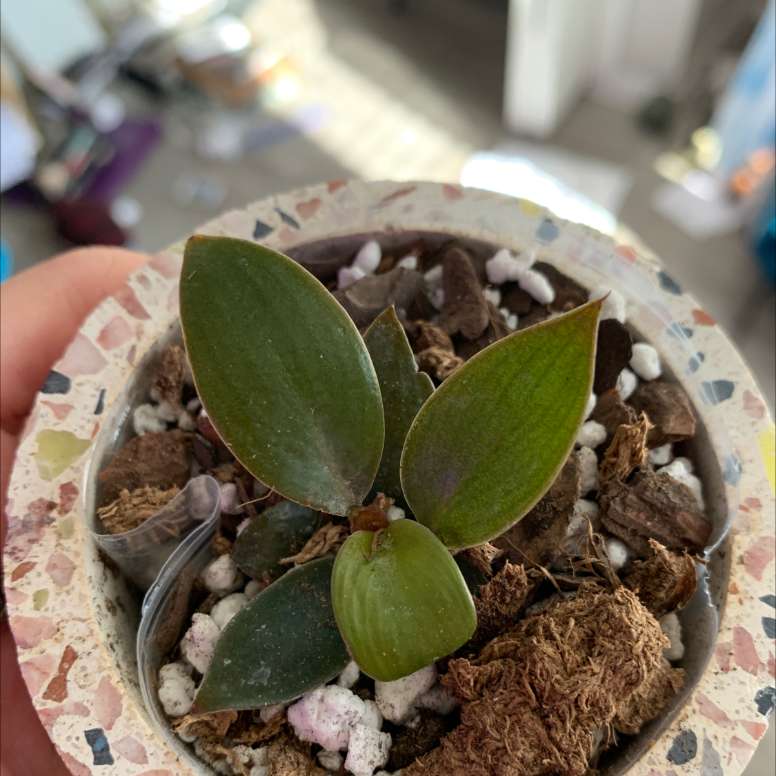 Small potted Royal Queen Philodendron with three healthy leaves.