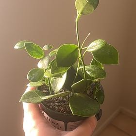 Photo of the plant species Hoya Keysii by @Hutzstuff named Keysii on Greg, the plant care app