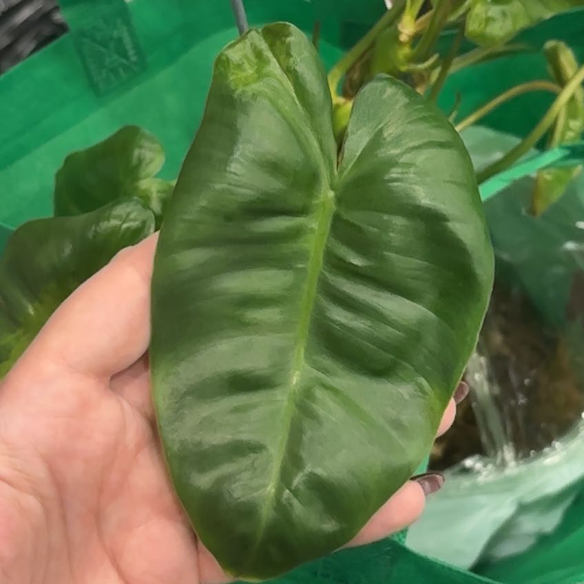 Photo of the plant species Burl Marx Philo by @Hutzstuff named Marley on Greg, the plant care app
