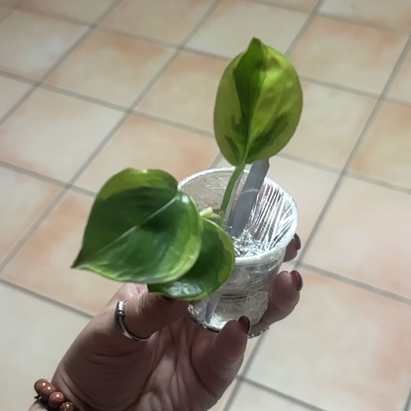Photo of the plant species Manjula Poonsin Pothos by @Hutzstuff named Manny on Greg, the plant care app