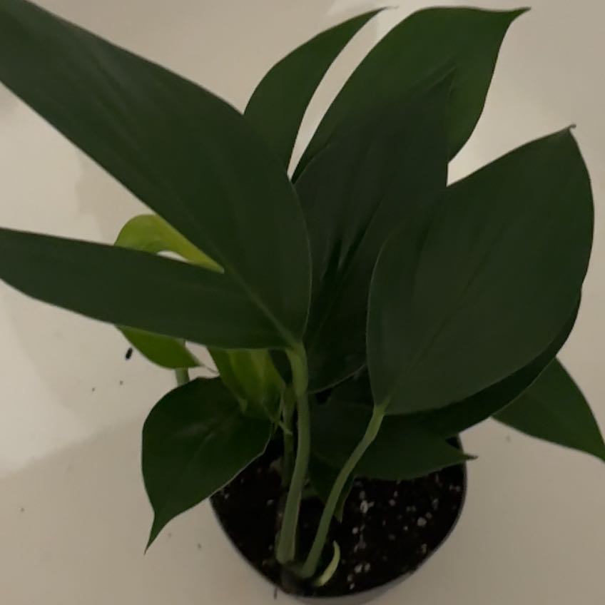 Photo of the plant species Philodendron Dragon Tail by @Hutzstuff named Drag on Greg, the plant care app