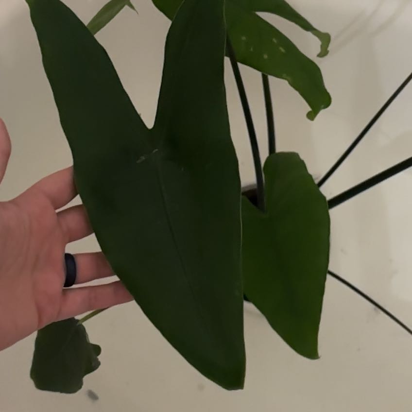 Photo of the plant species Alocasia 'Mythic Blackout' by @Hutzstuff named Mythic on Greg, the plant care app