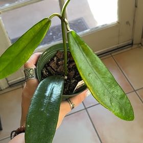 Photo of the plant species Fraterna Hoya by @Hutzstuff named Fraternity on Greg, the plant care app