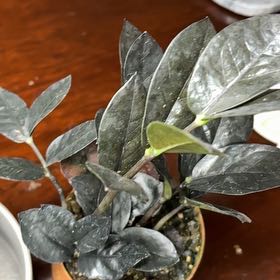 Photo of the plant species ZZ Oscura by @Hutzstuff named Raven symone on Greg, the plant care app