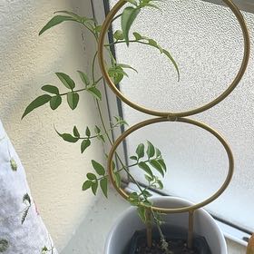 Photo of the plant species Pink Jasmine by @Hutzstuff named Jasmine on Greg, the plant care app