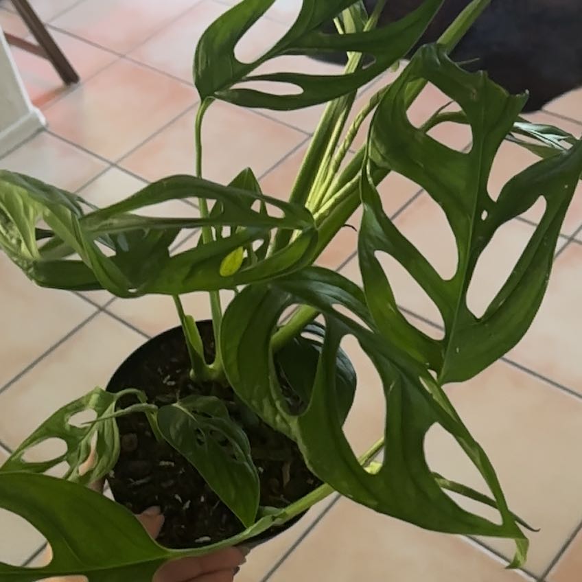 Photo of the plant species Monstera esqueleto by @Hutzstuff named Esqualeto on Greg, the plant care app
