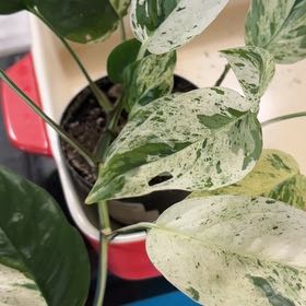Photo of the plant species Variegated Epipremnum pinnatum by @Hutzstuff named Wheezy on Greg, the plant care app