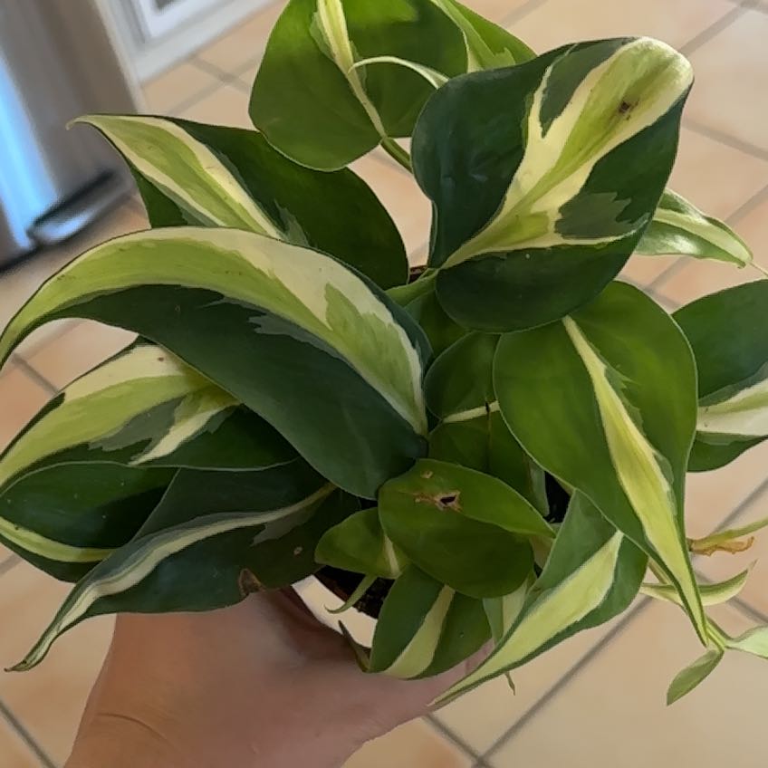 Photo of the plant species Silver Stripe Philodendron by @Hutzstuff named Silver on Greg, the plant care app