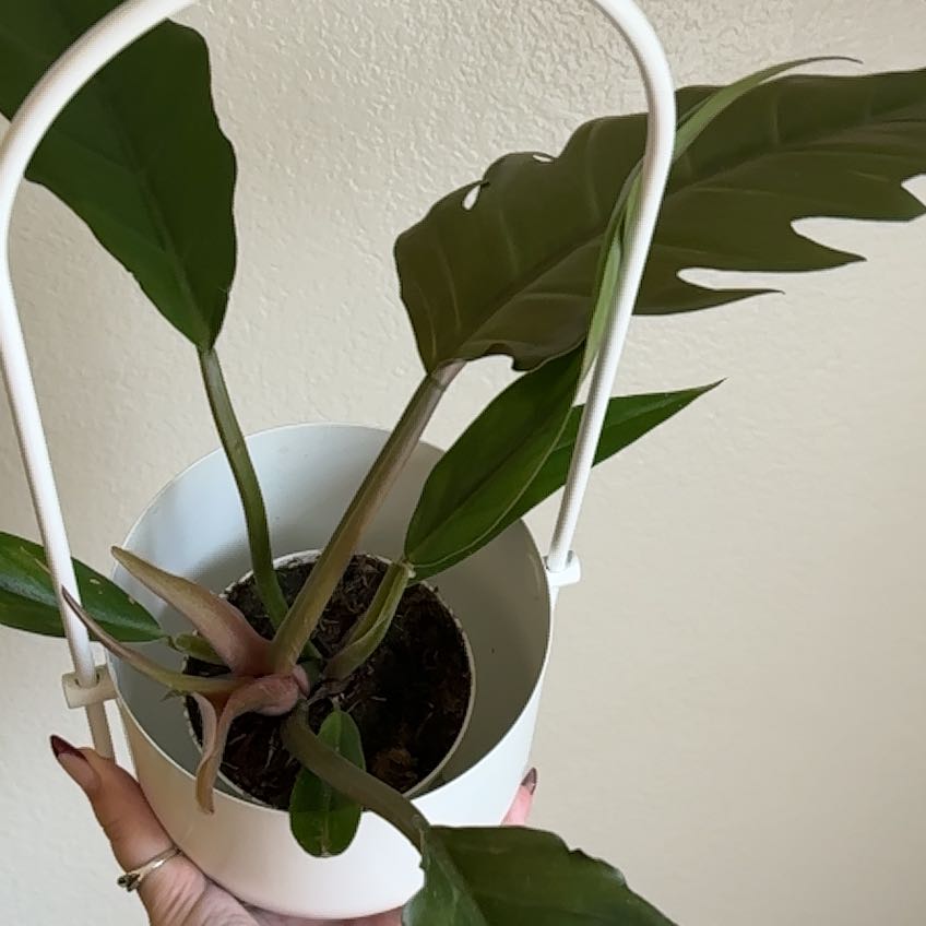 Photo of the plant species Philodendron 'Caramel Pluto' by @Hutzstuff named Caramel on Greg, the plant care app