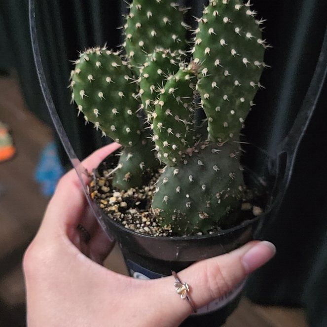 Photo of the plant species Opuntia 'Domino' by @YeveBismarckia named Noona on Greg, the plant care app
