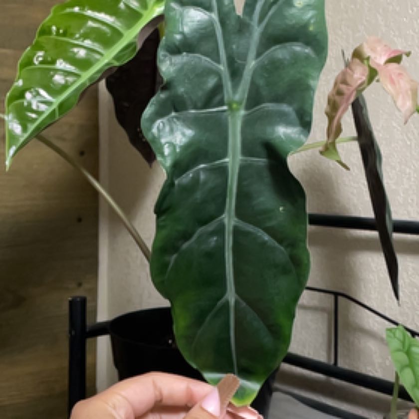 Photo of the plant species Alocasia 'Chantrieri' by @MotherPepper named Nithin on Greg, the plant care app